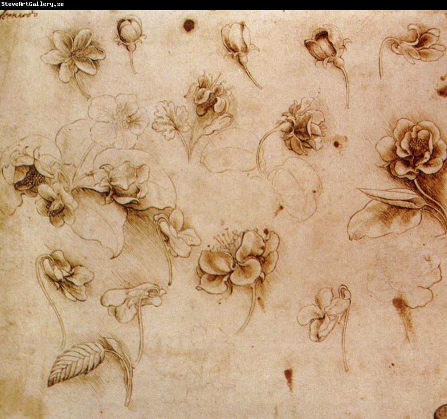 Leonardo  Da Vinci Flower Studies